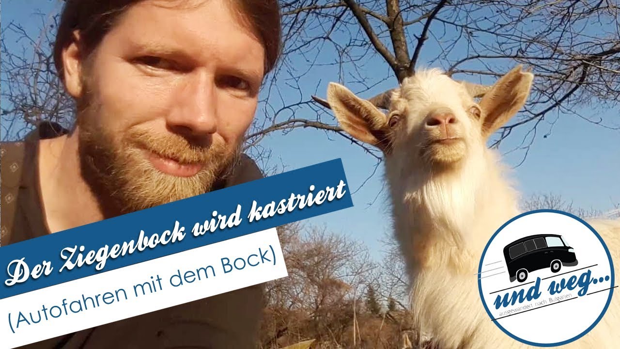 Der Ziegenbock wird kastriert🐐😲 (Autofahren mit dem Bock)
