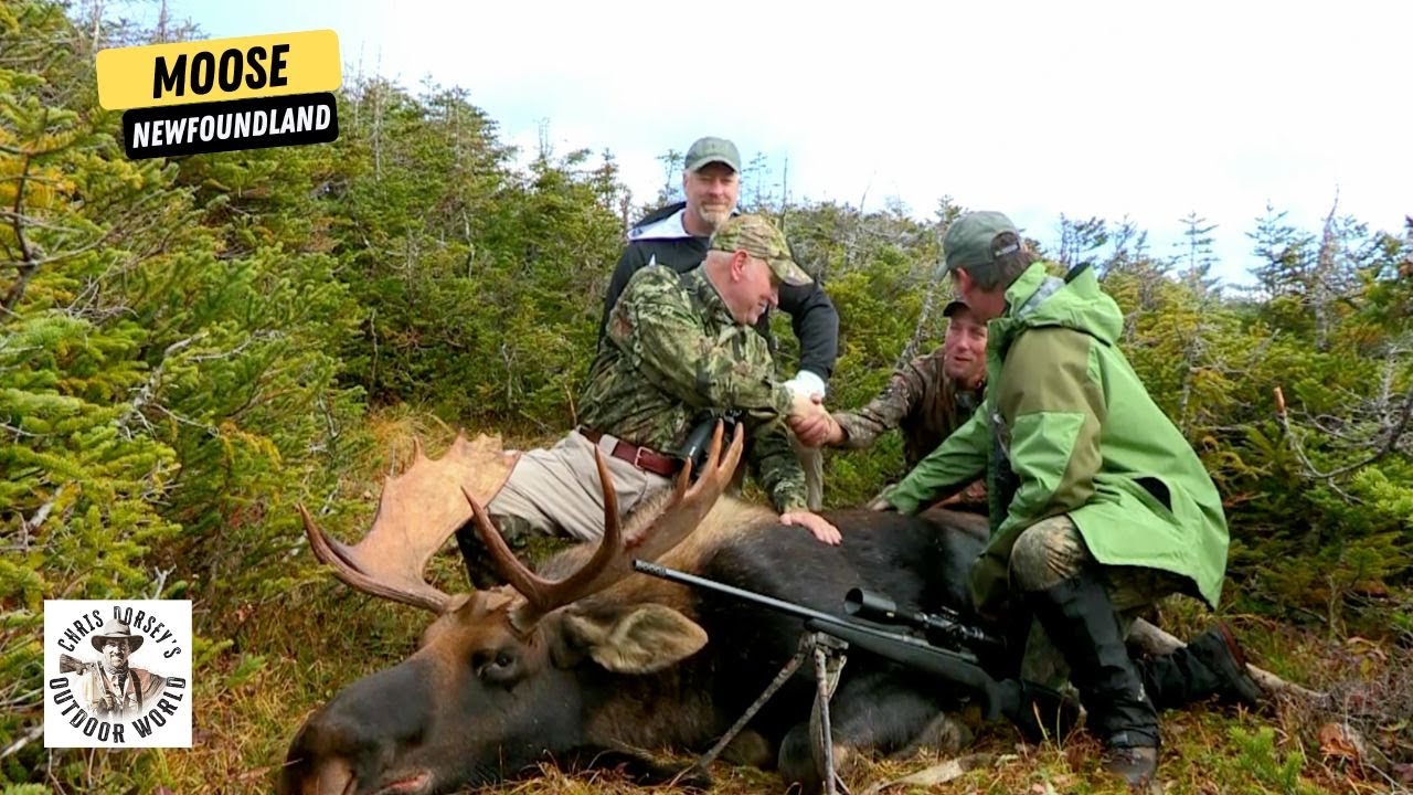 Newfoundland Moose Hunt on Borrowed Time