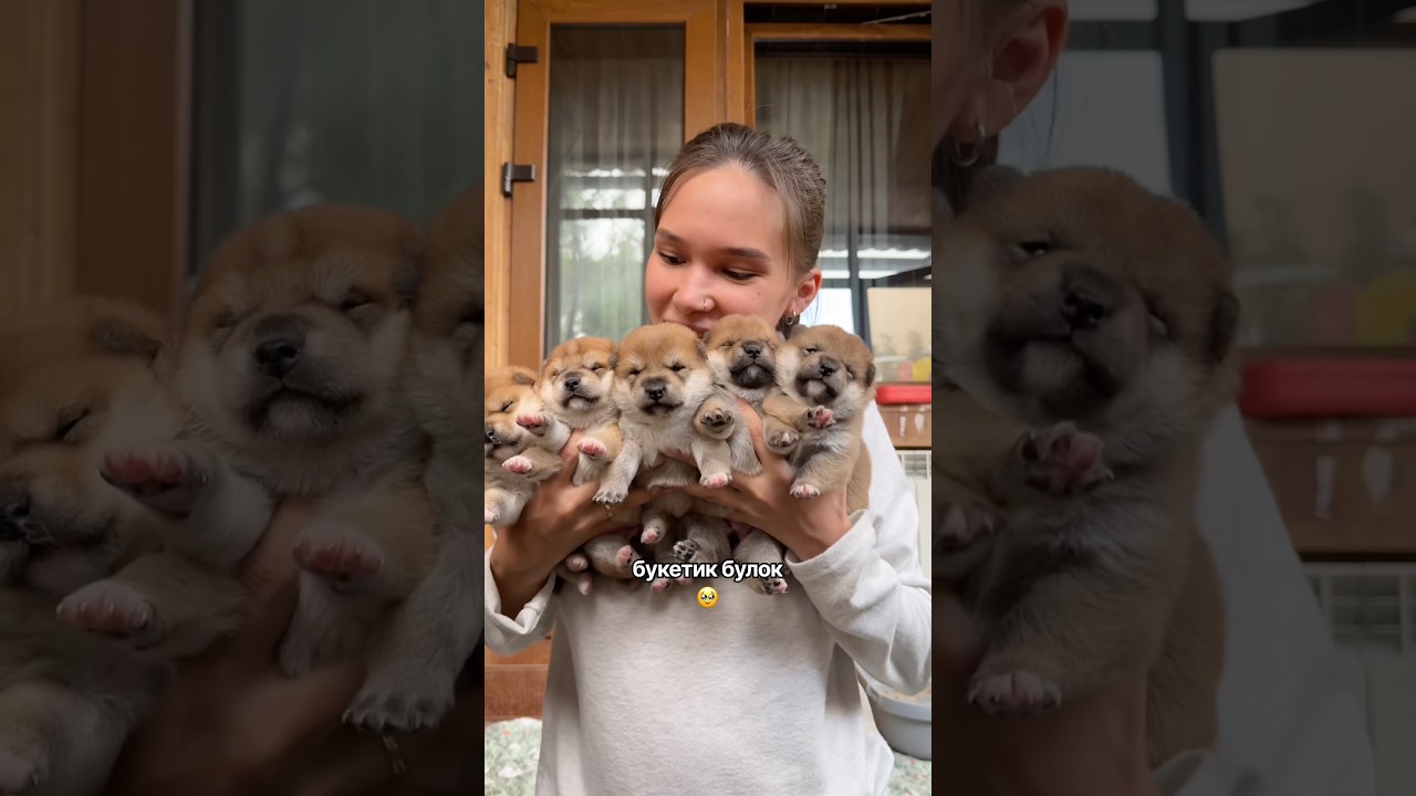 Сибабулки😍