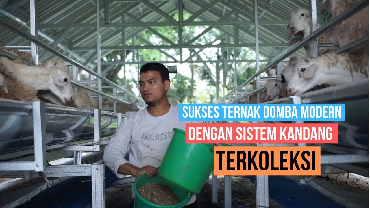Sukses Beternak Kambing Domba Modern Dengan Managemen Kandang Terkoleksi ! SinatriaFarm