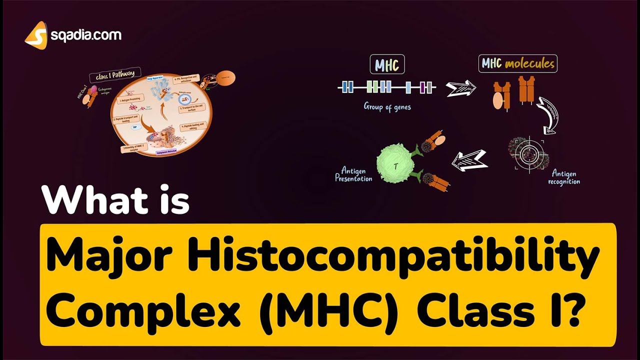 What is Major Histocompatibility Complex (MHC) Class I?