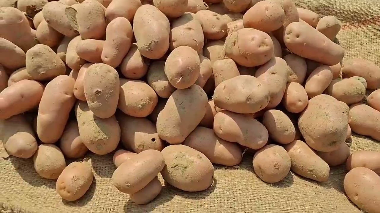 आज आए हैं आलू की पैकिंग करने
