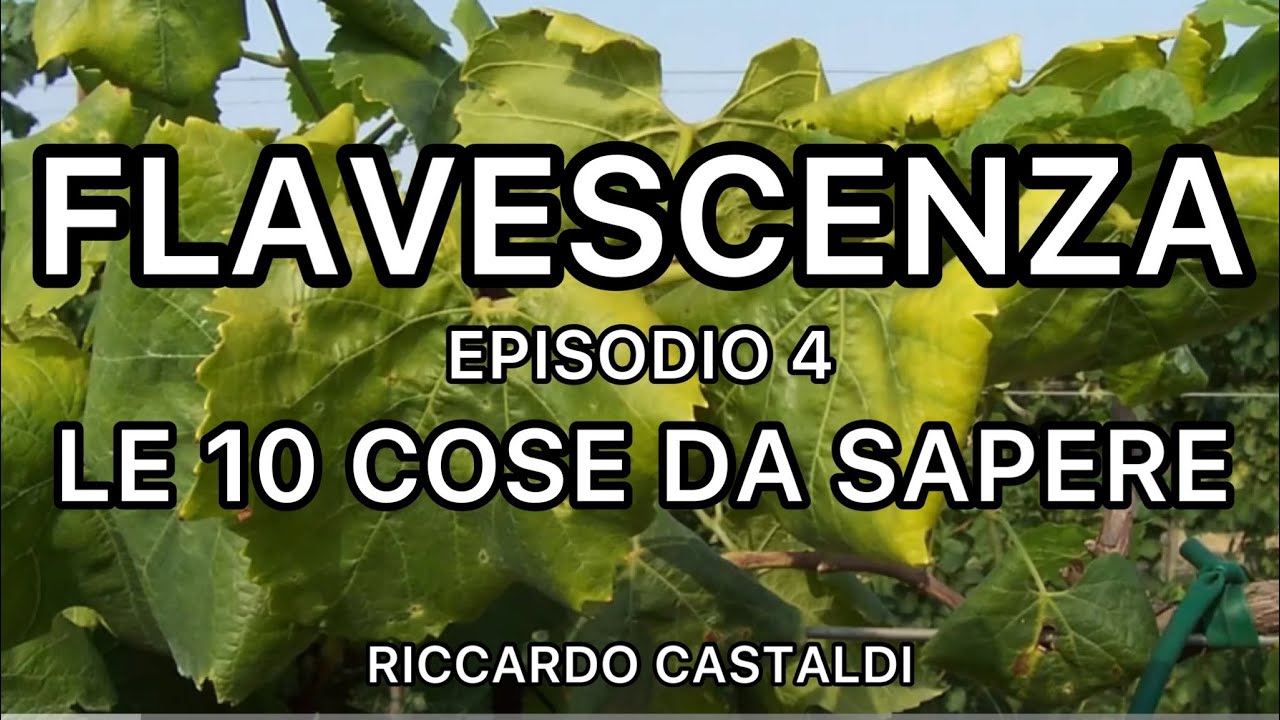 Vite. Flavescenza dorata: 10 cose da sapere