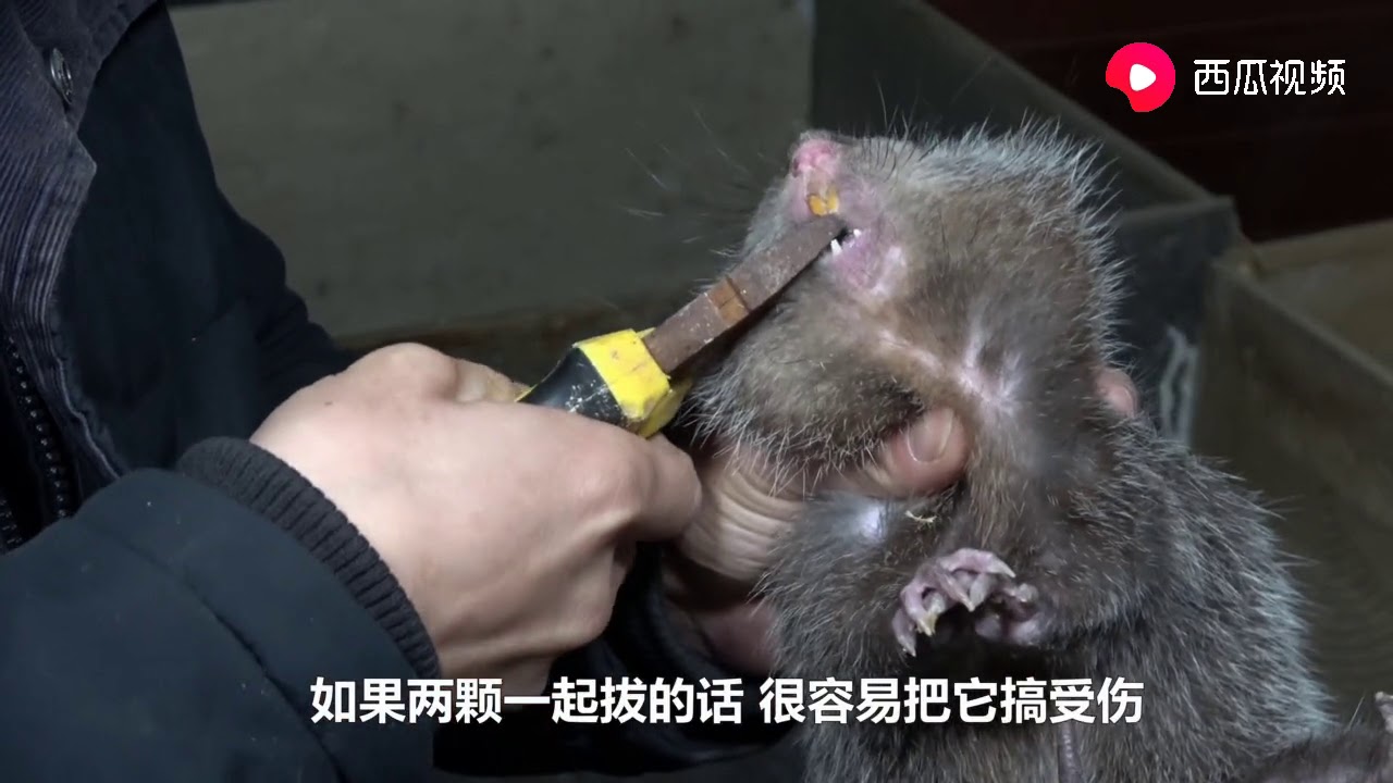 华农兄弟：给竹鼠喂点鸭脚木，拉出来得屎又长又漂亮，很健康