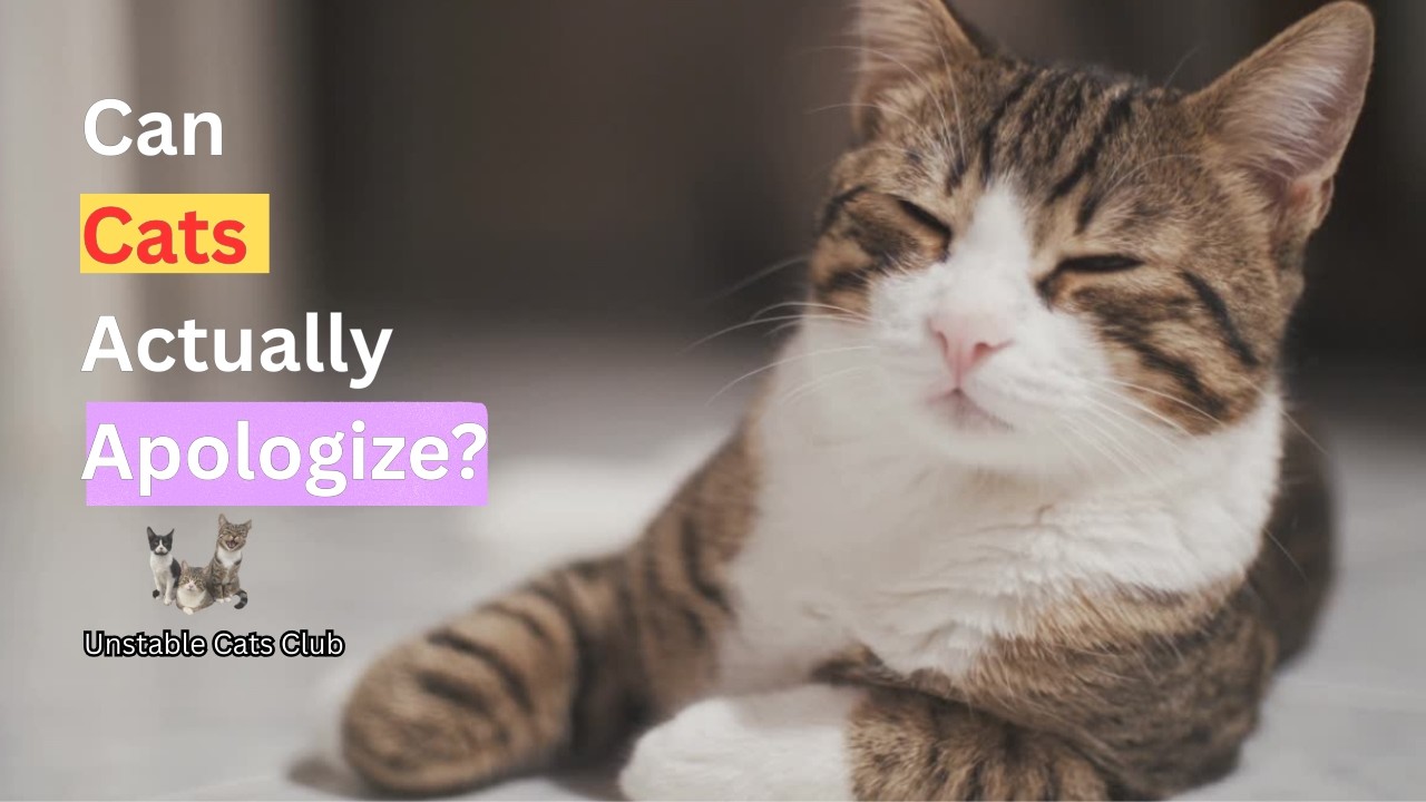 👉 Can Cats Actually Apologize?