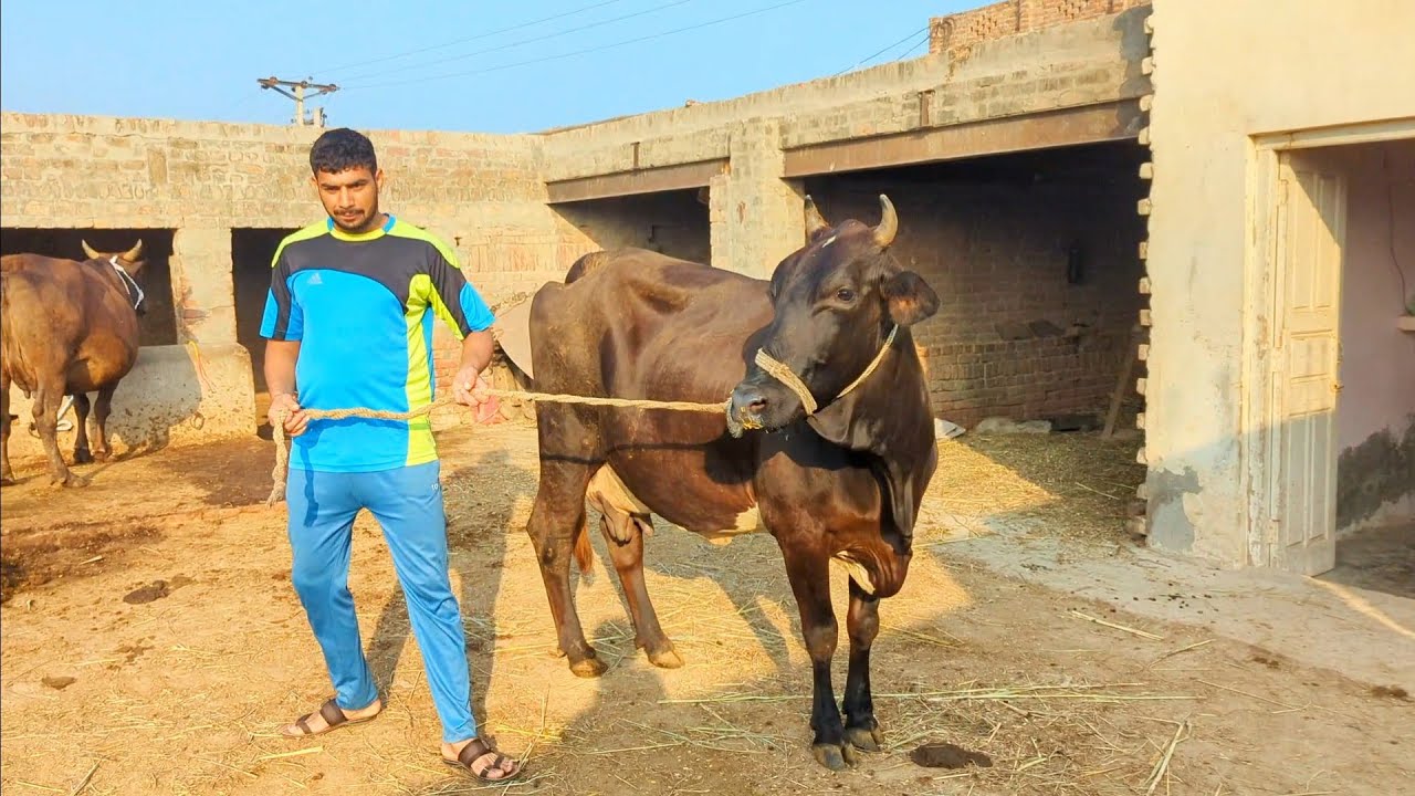 Two new cows for sale | Adil Charwaha 