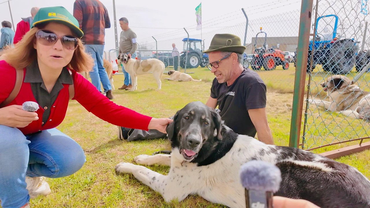 Concurso de Ovinos  e C&atilde;es de Gado Transmontano #MALHADAS