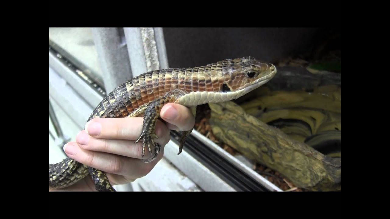 Sudan Plated Lizards