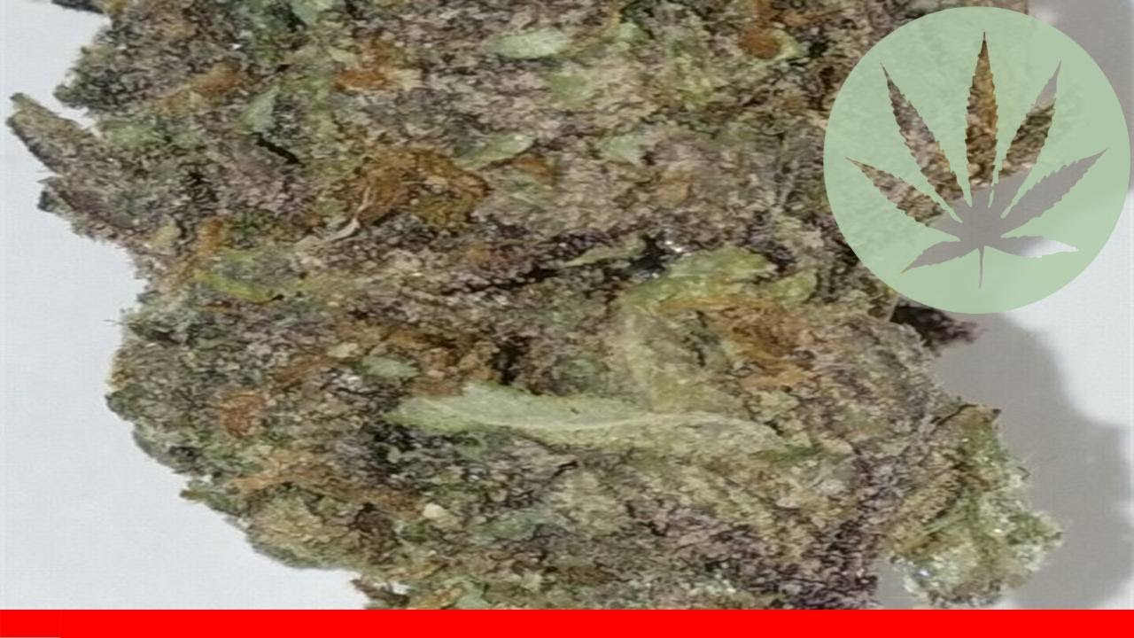 Pink Lemonade - All About This Strain