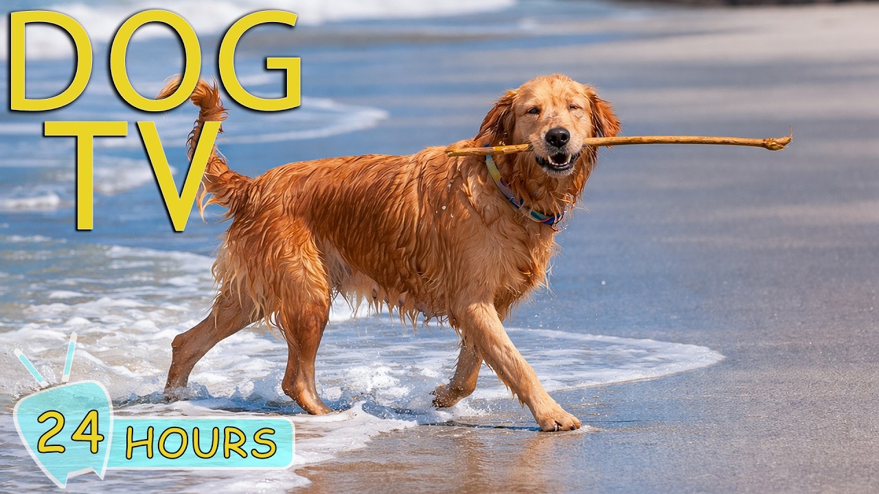 DOG TV: Ultimate Relax & Anti-Anxiety Video for Dogs to Watch When Home Alone - Happy Music for Dogs