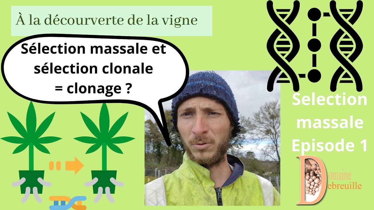 Je sauvegarde une une vieille parcelle ! &eacute;pisode 1 : s&eacute;lection massale ou s&eacute;lection clonale