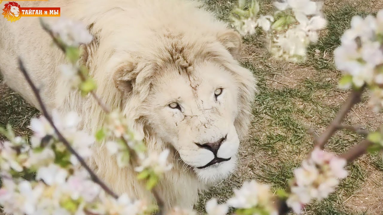 Как живут львы в условиях карантина. Лола на сносях. Тайган. How lions live in quarantine. Taigan