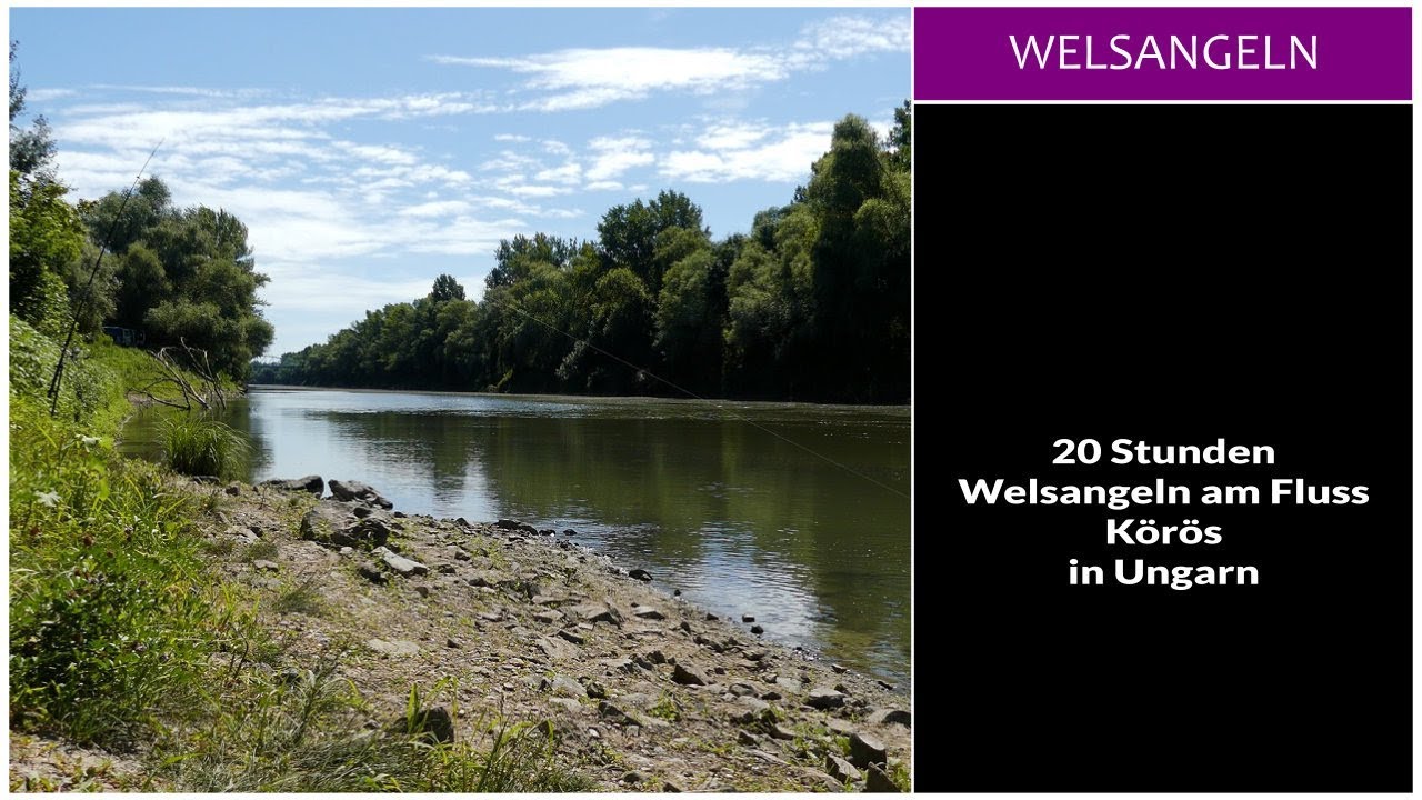 20 Stunden Welsangeln am Fluss Körös - Fishing Point