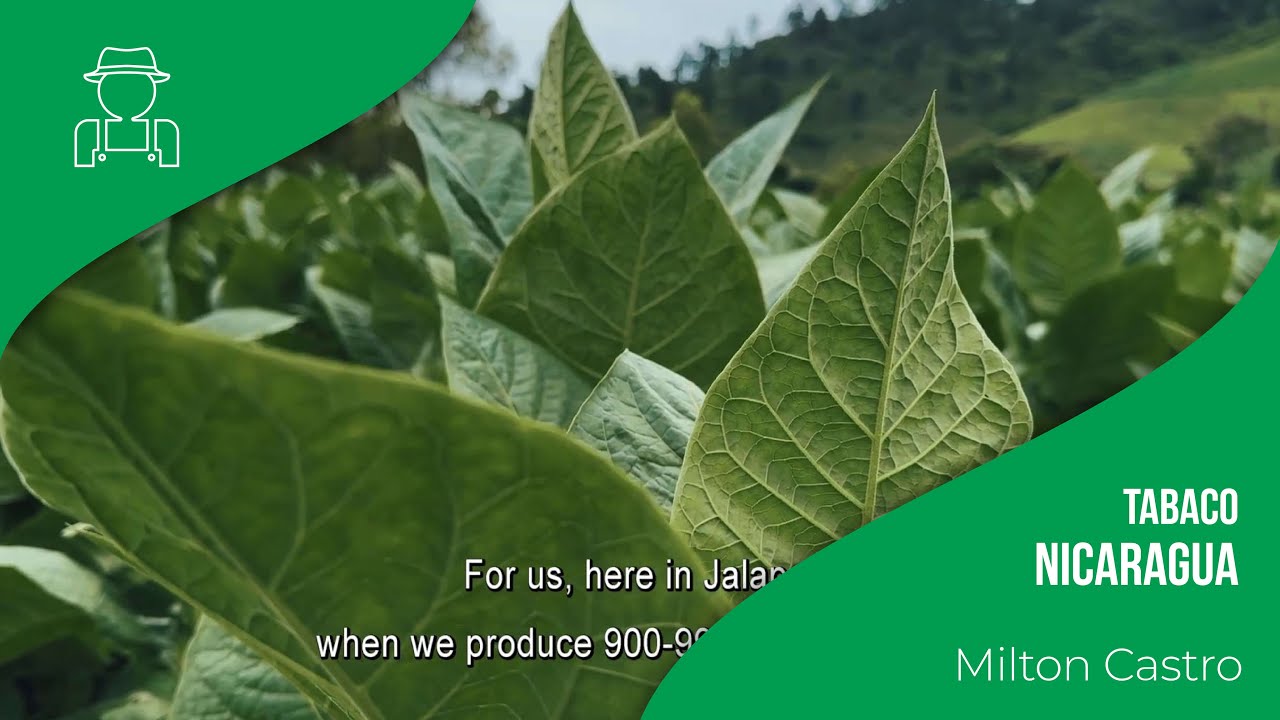 Experiencias en campo: Cultivo del tabaco en Jalapa (Nicaragua)