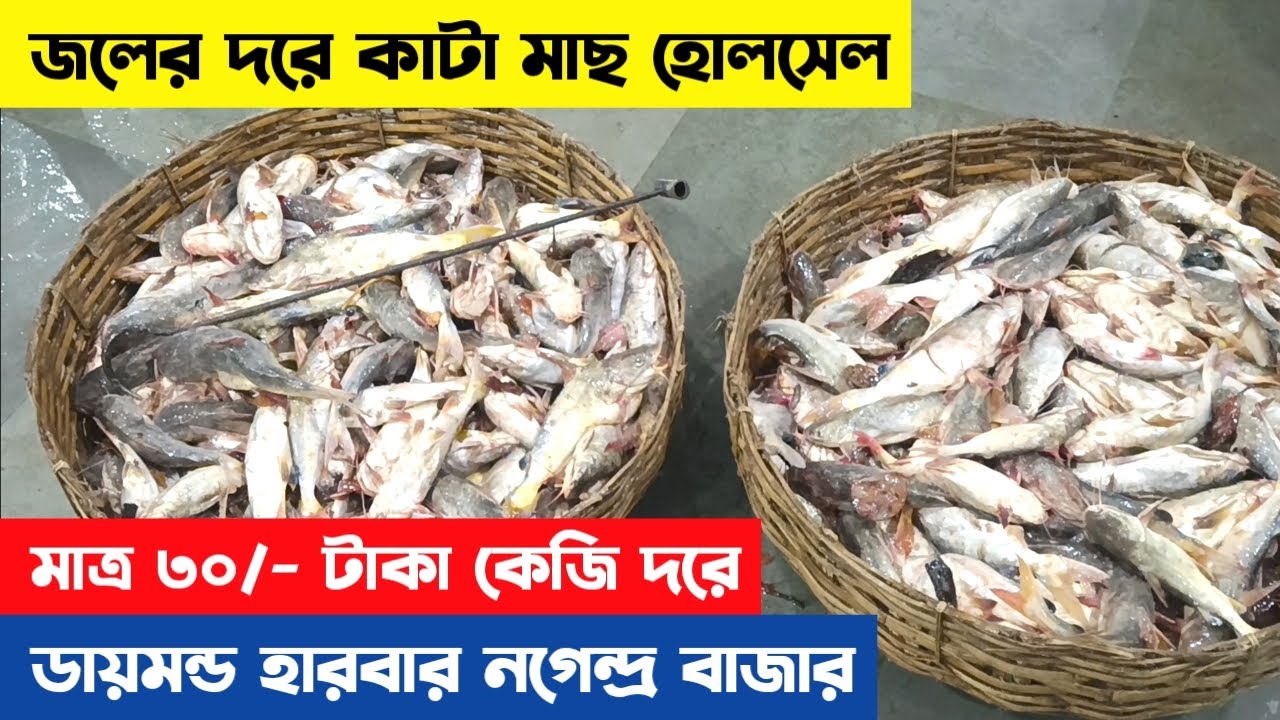 Diamond harbour fish wholesale market #fishing #fish #seafood 