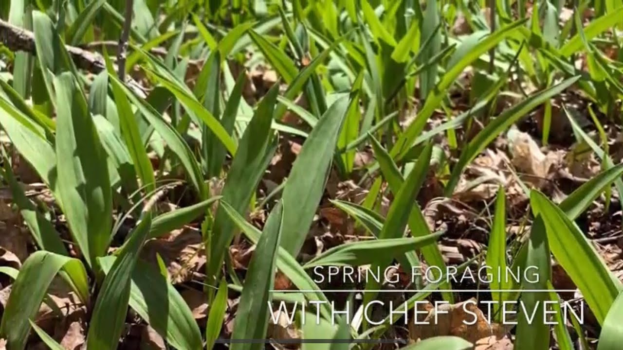 Spring foraging Southern Ontario