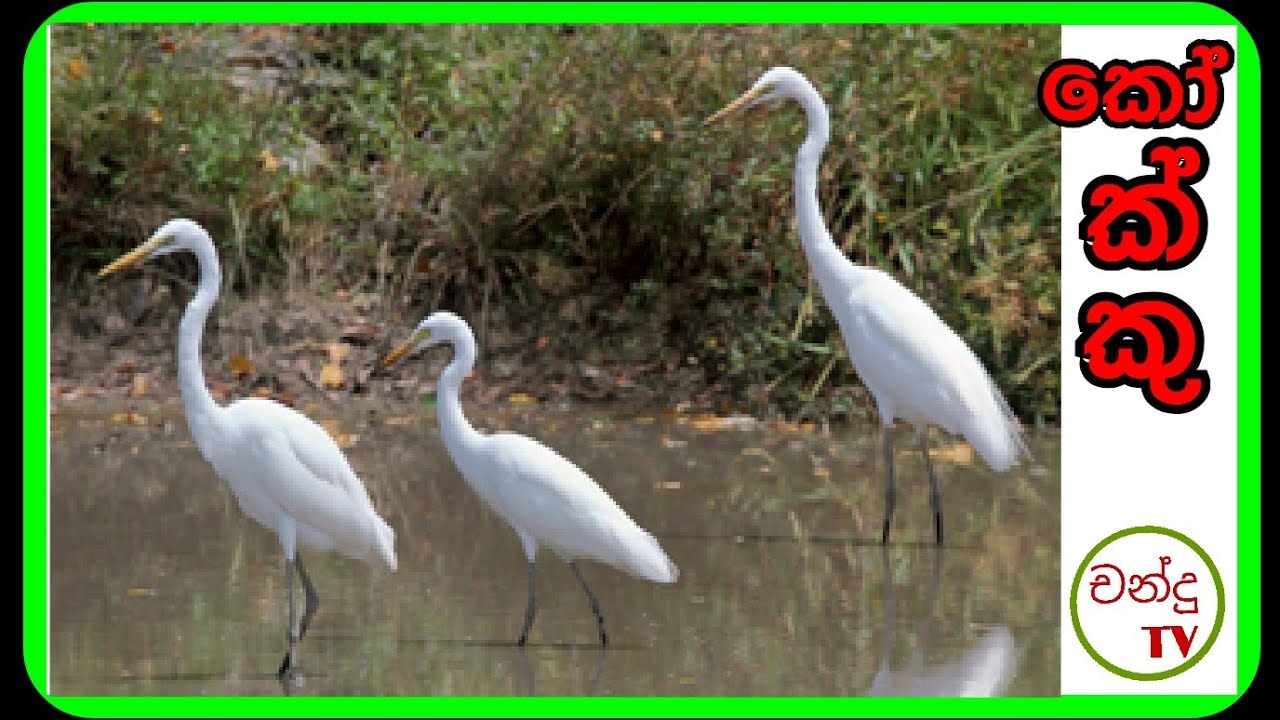 ලංකාවේ කොක්කු/kokku sri lanka