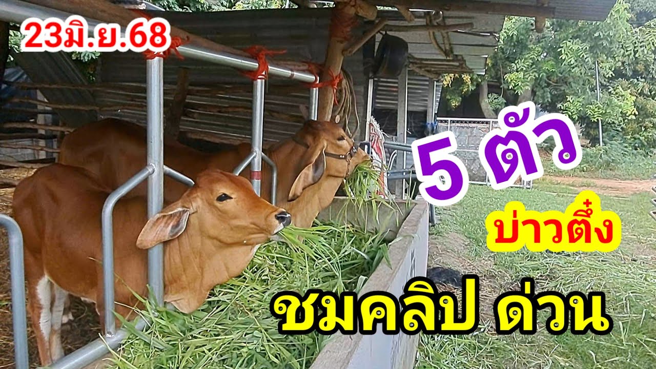 บ่าวตึ๋ง 080-188-5110 บ.นาหว้า อ.ปทุมราชวงศา จ.อำนาจเจริญ//23มิ.ย.68