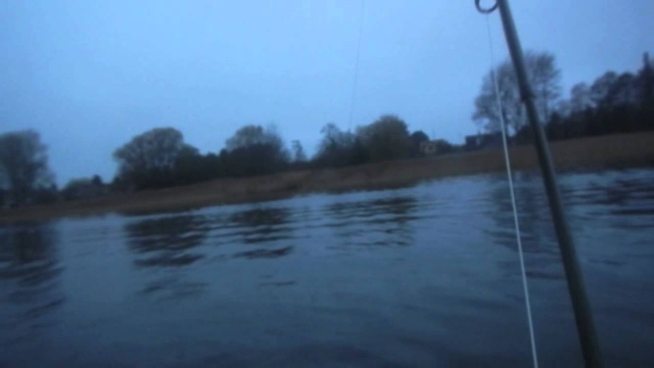Fluefiskerbanden i Stege Nor