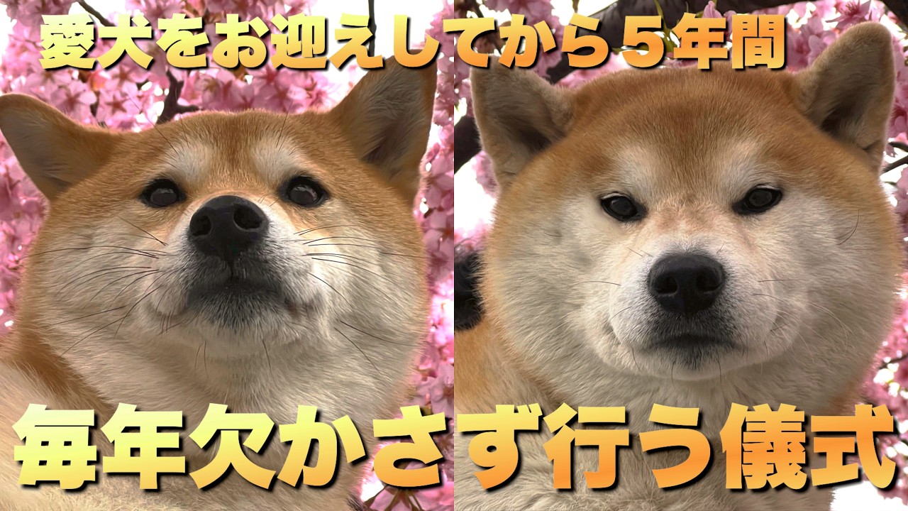 柴犬をお迎えしてから…これだけは欠かさず毎年必ず行う我が家の儀式