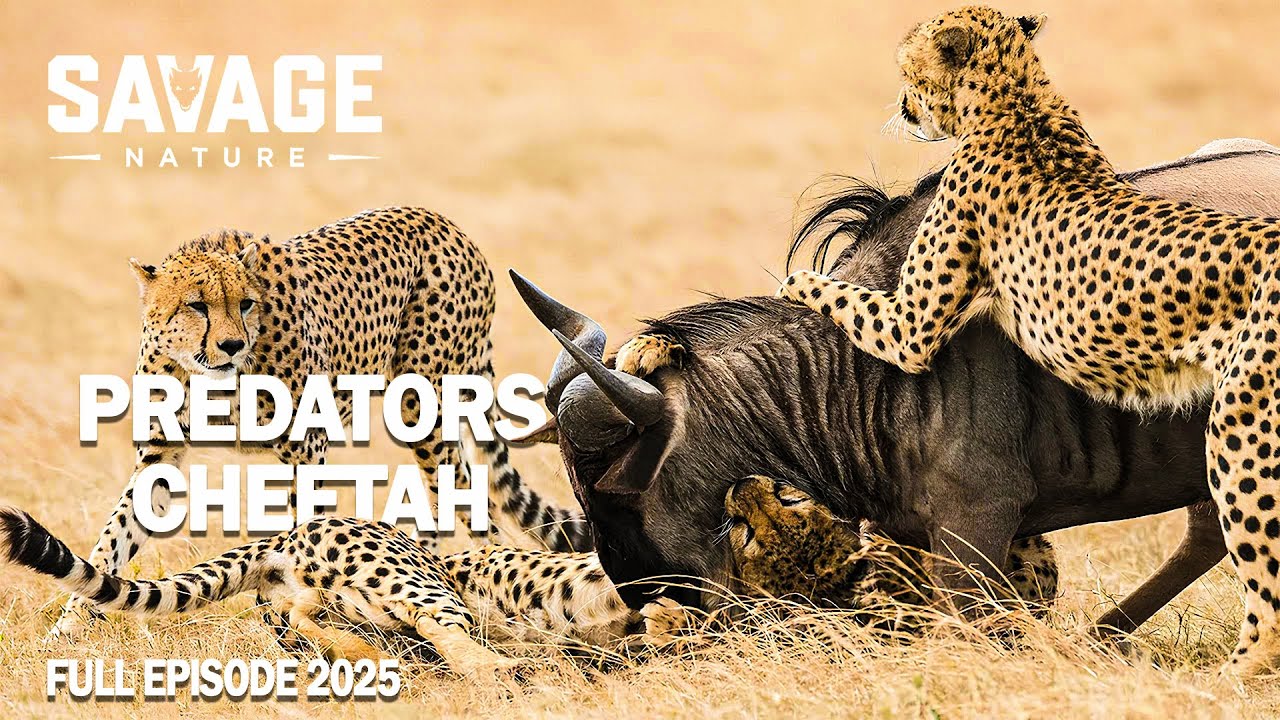 WILD CHEETAHS | Speed and Silence in the Deadly Game of Survival | Animal Documentary