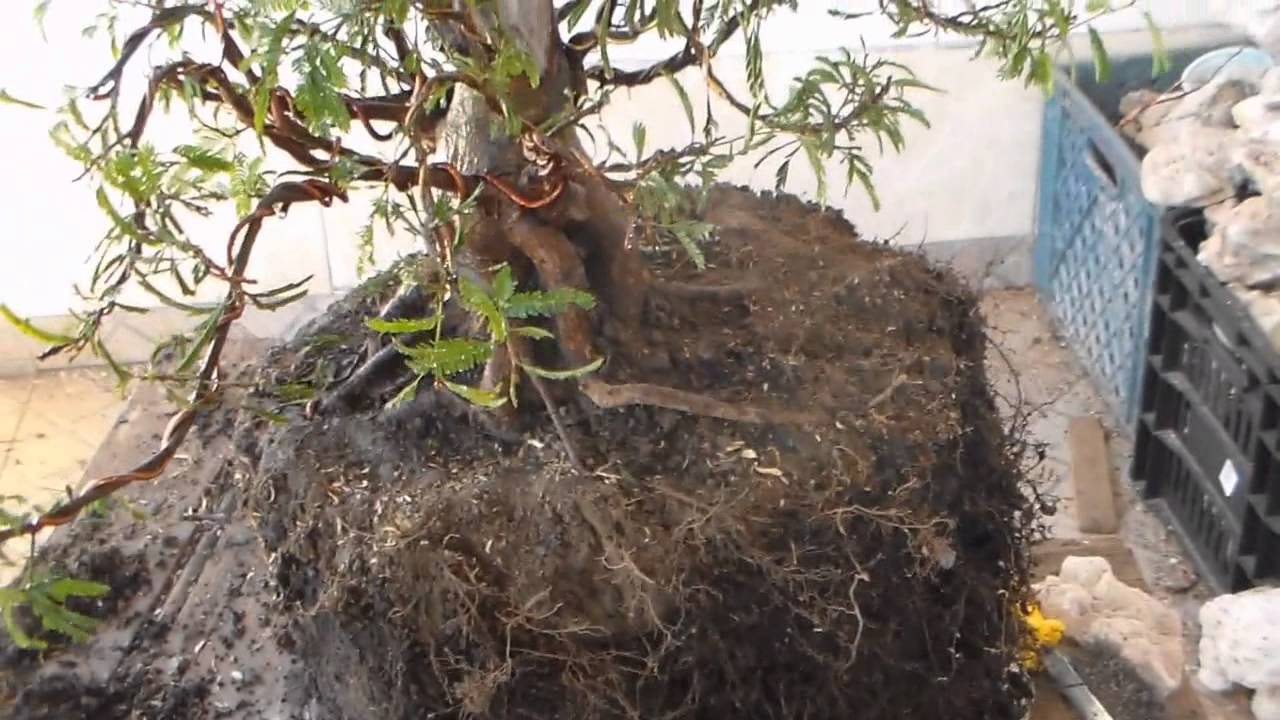 Bonsai - Popular - Como fazer um Bonsai com planta de viveiro