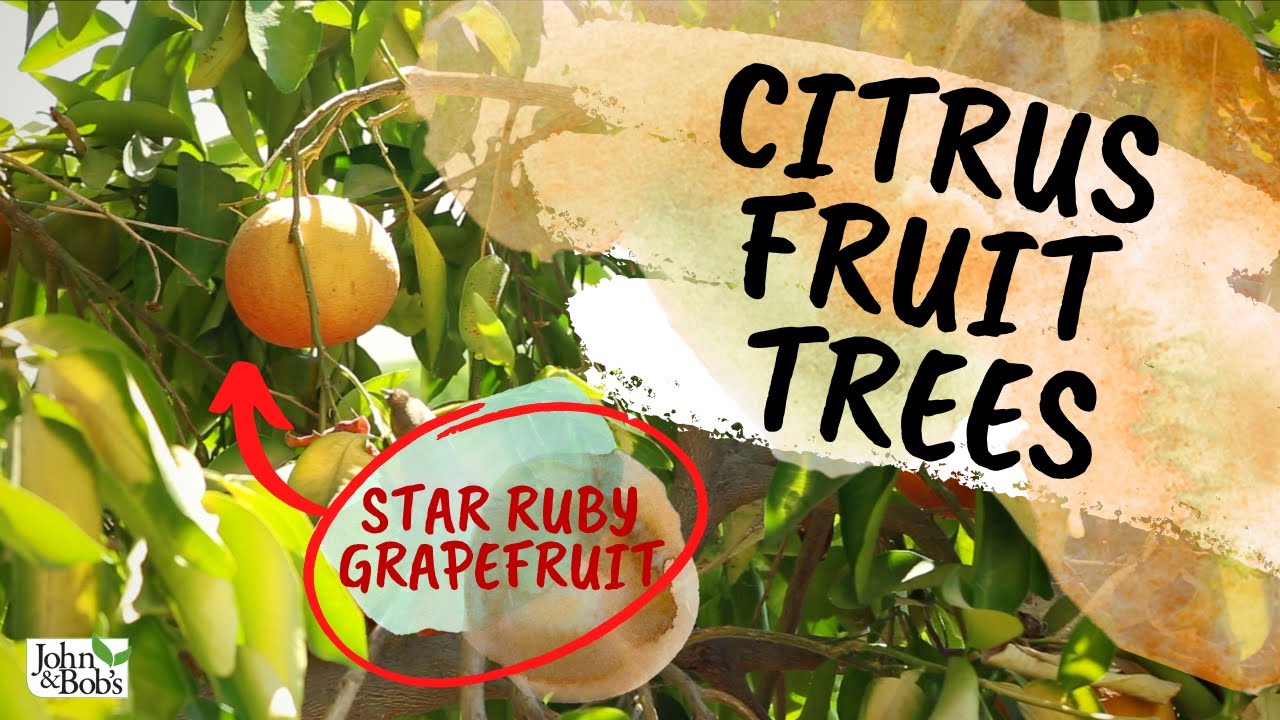 Citrus Fruit Trees | Front Yard Citrus Garden