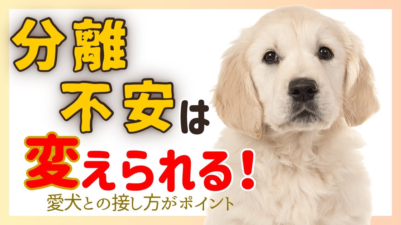 【犬しつけ】分離不安を治すには！？トレーニングなど対処方法をご説明★飼い主さんの対応次第で愛犬は変わります！