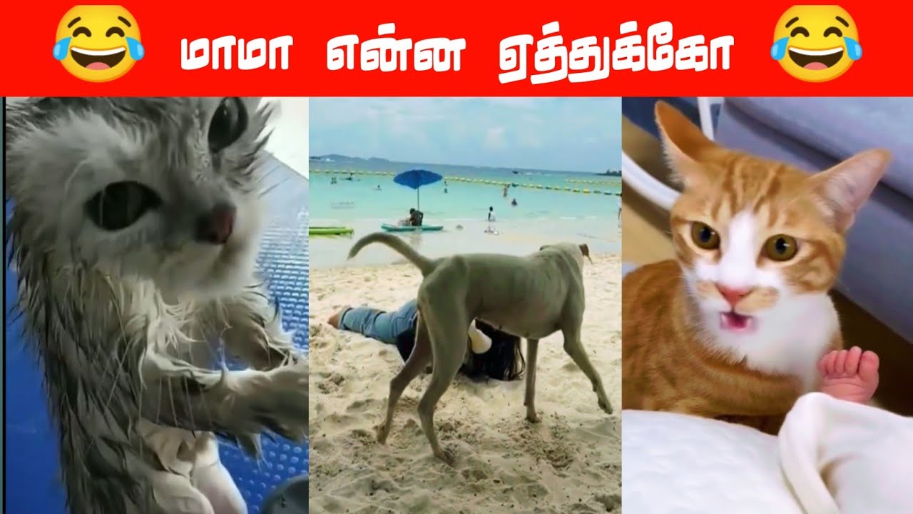 😂🐕🐈மச்சி 100 ரூவா கொடு 😂🐕🐈#viral #trending #comedy #funnyanimalvideos