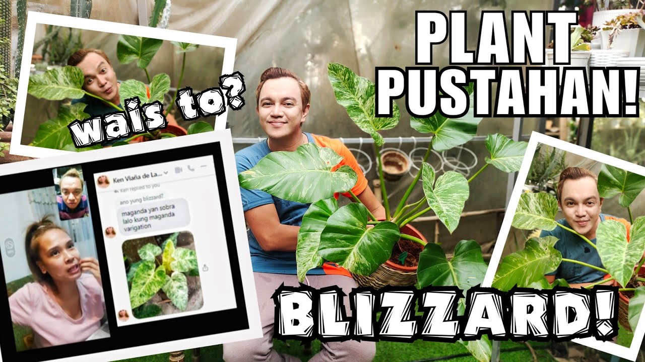 PLANT BETTING..WHO WON? | KEN-KEN DE LARA & HERMIE SONAJO ON PHILODENDRON BLIZZARD