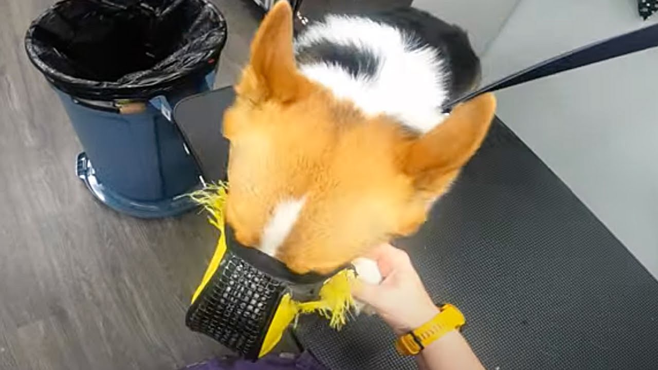 TRIED To Eat Me Alive!