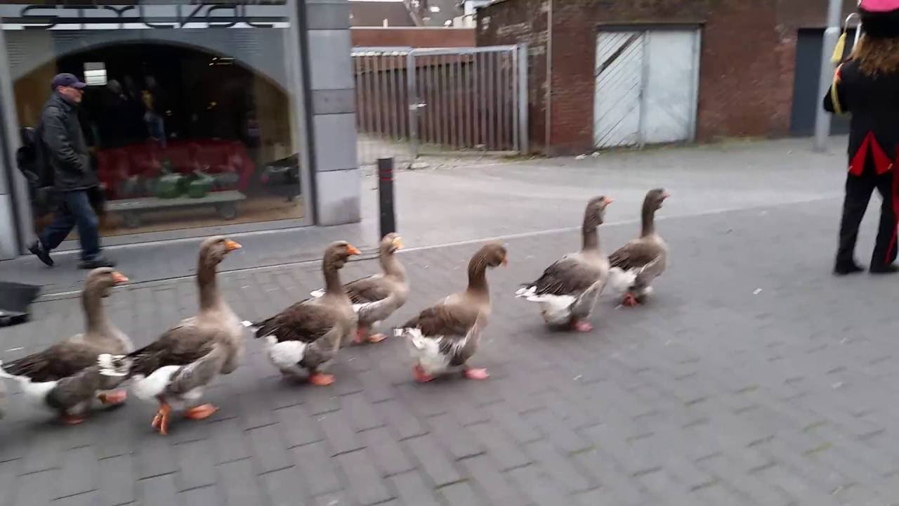 De Ganzenfanfare (The Geese Parade) Geleen Loves London 2015