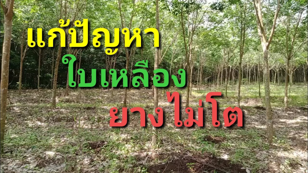 วิธีบำรุงยางใบเหลืองต้นไม่โต