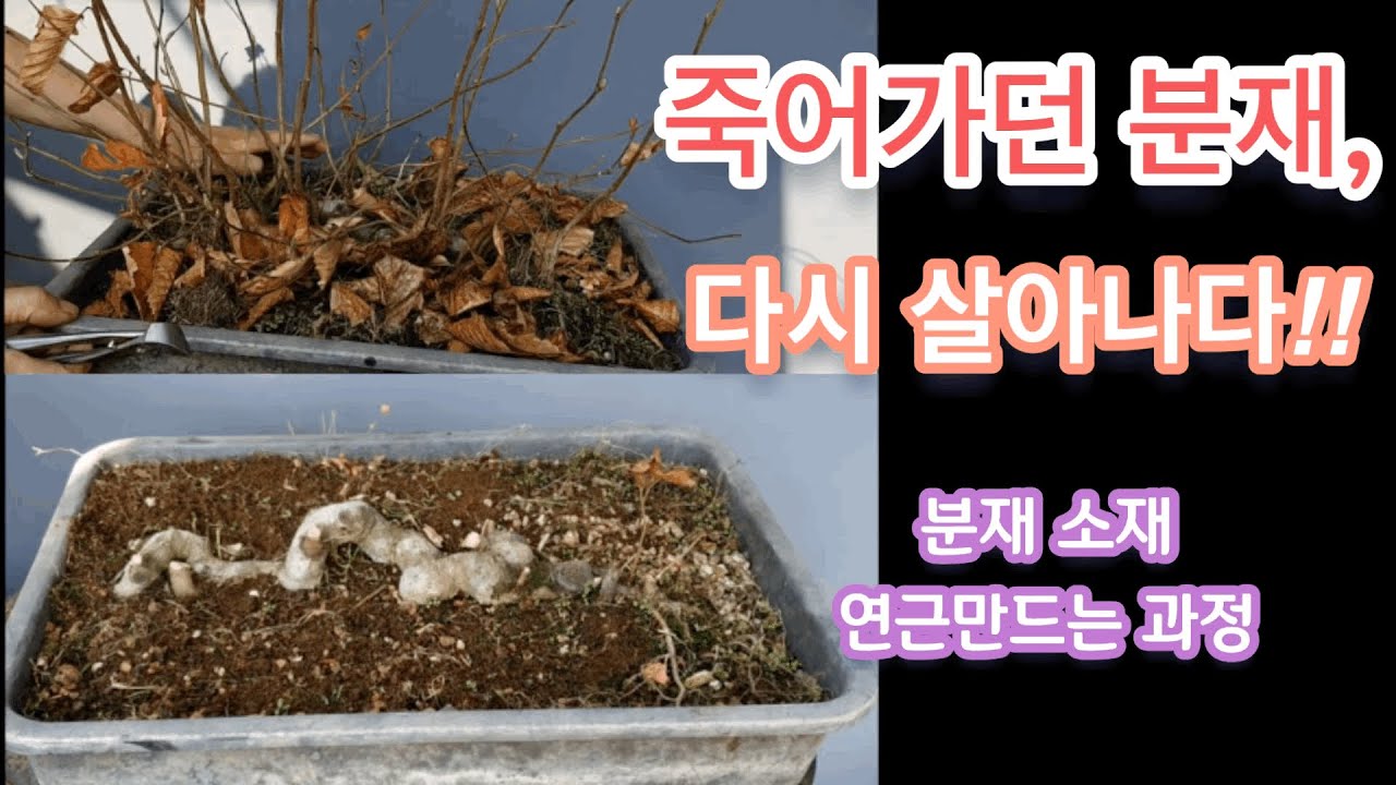 죽어가던 분재나 식물 살리기/분재소재 연근 만드는과정/Storing bonsai or plants / making lotus root for bonsai /