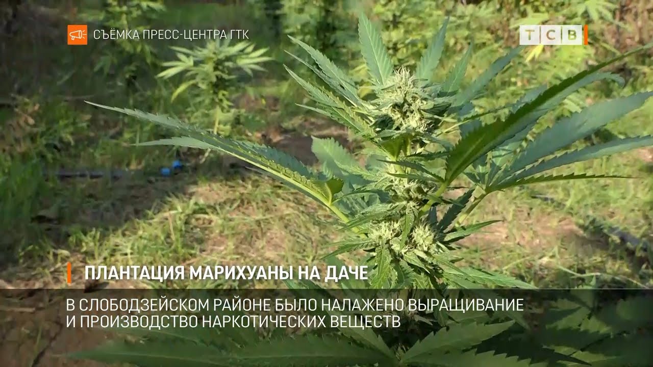 Плантация марихуаны на даче