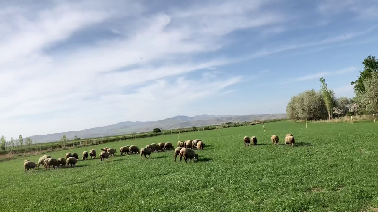 Avşar şarole koyun çittliği anaç yeni toklular yapay mera elektrikli çit sisteminin içinde 15.4.2018