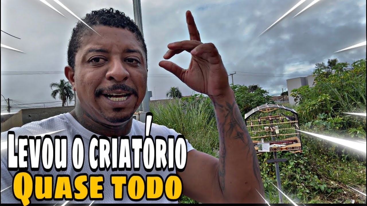 O PAULO VEIO E LEVOU QUASE MEU PLANTEL TODO , ESSES FORAM OS COLEIROS QUE SAIRAM DO CT @manotom 