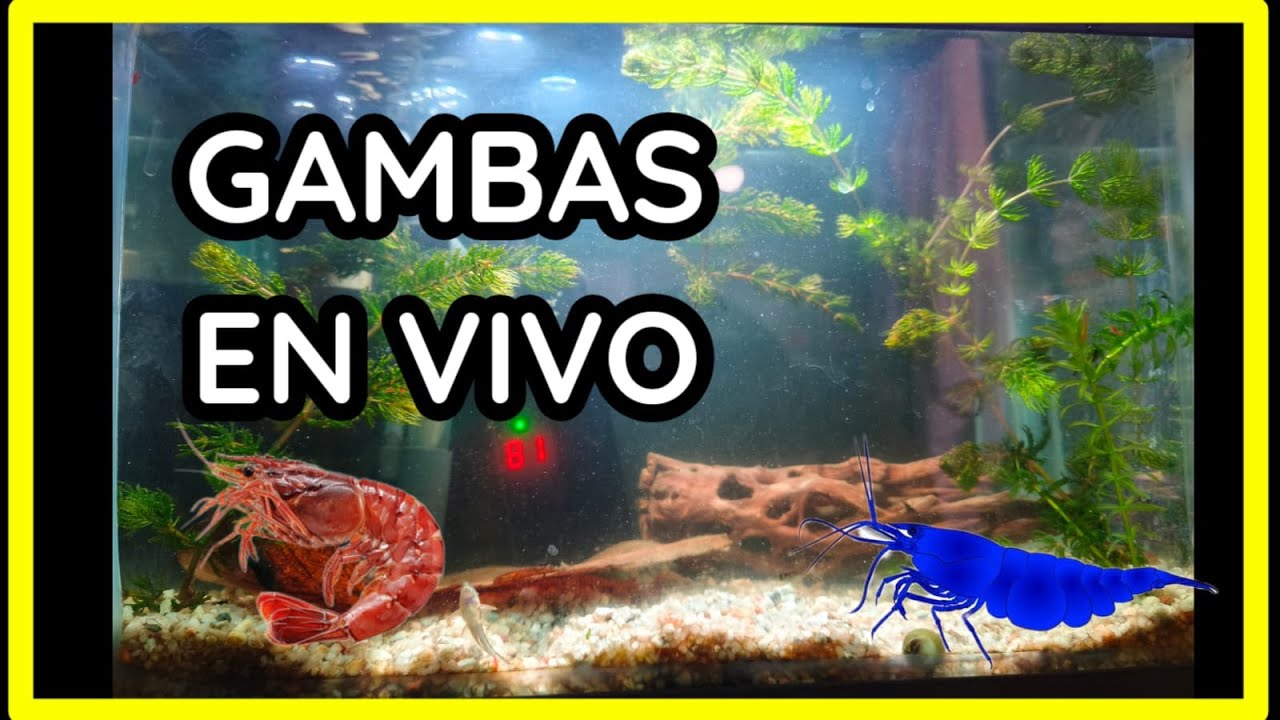 Gambario EN DIRECTO, Febrero , 2026