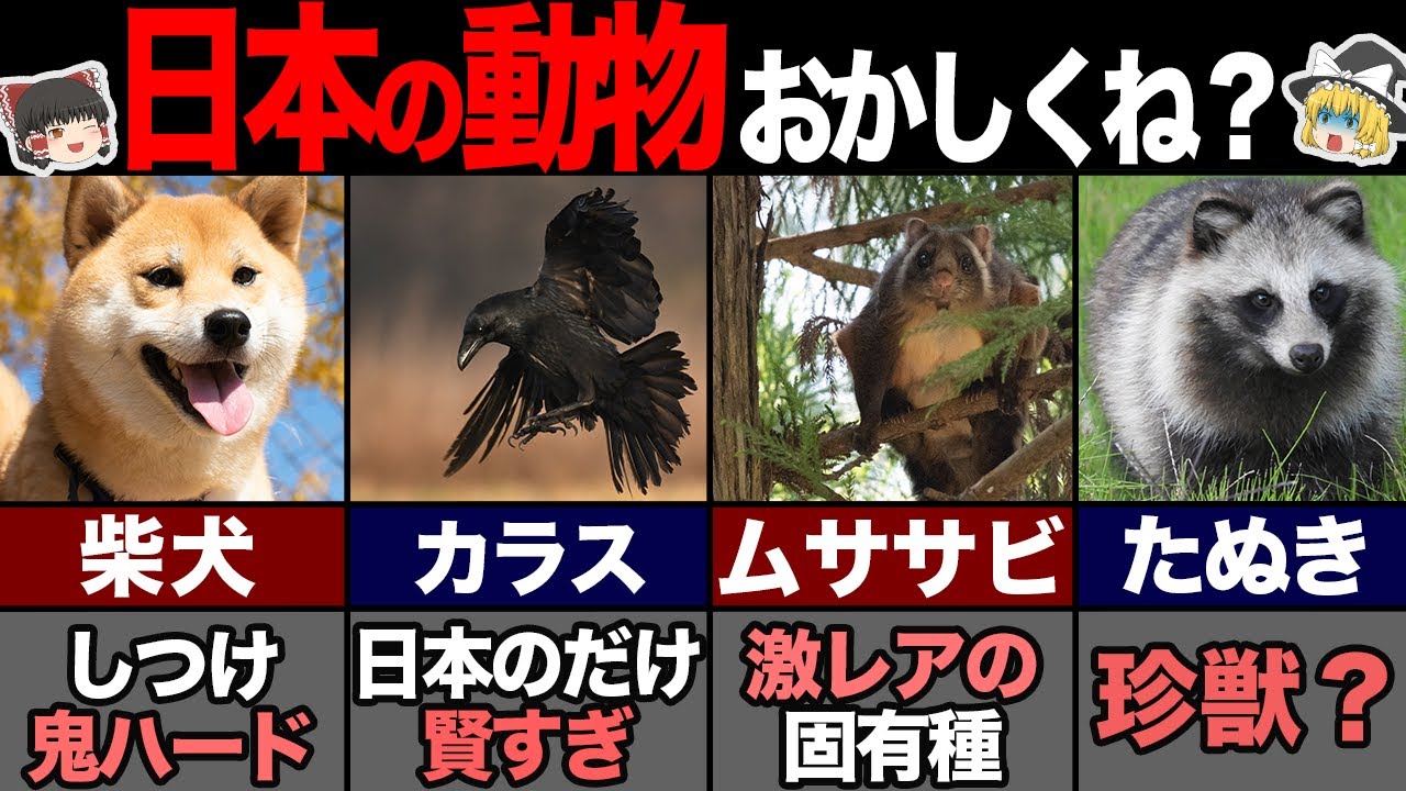 海外の人が驚く日本だけの動物7選！ 【ゆっくり解説】