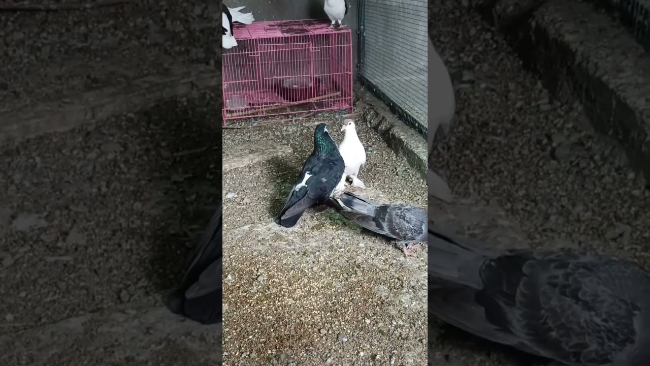 pigeons lovers #shorts #newkabutar #pigeonloft #fancykabutar