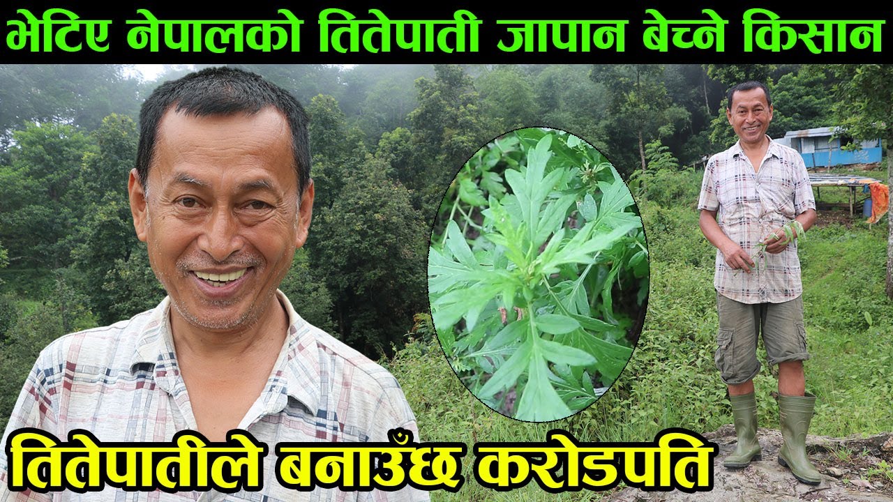 तितेपातीभित्र लुकेको तितो सत्य ! तितेपातीको खेती गरेर गाउँमै करोडपति हुनुहोस् │Nepal Chitra