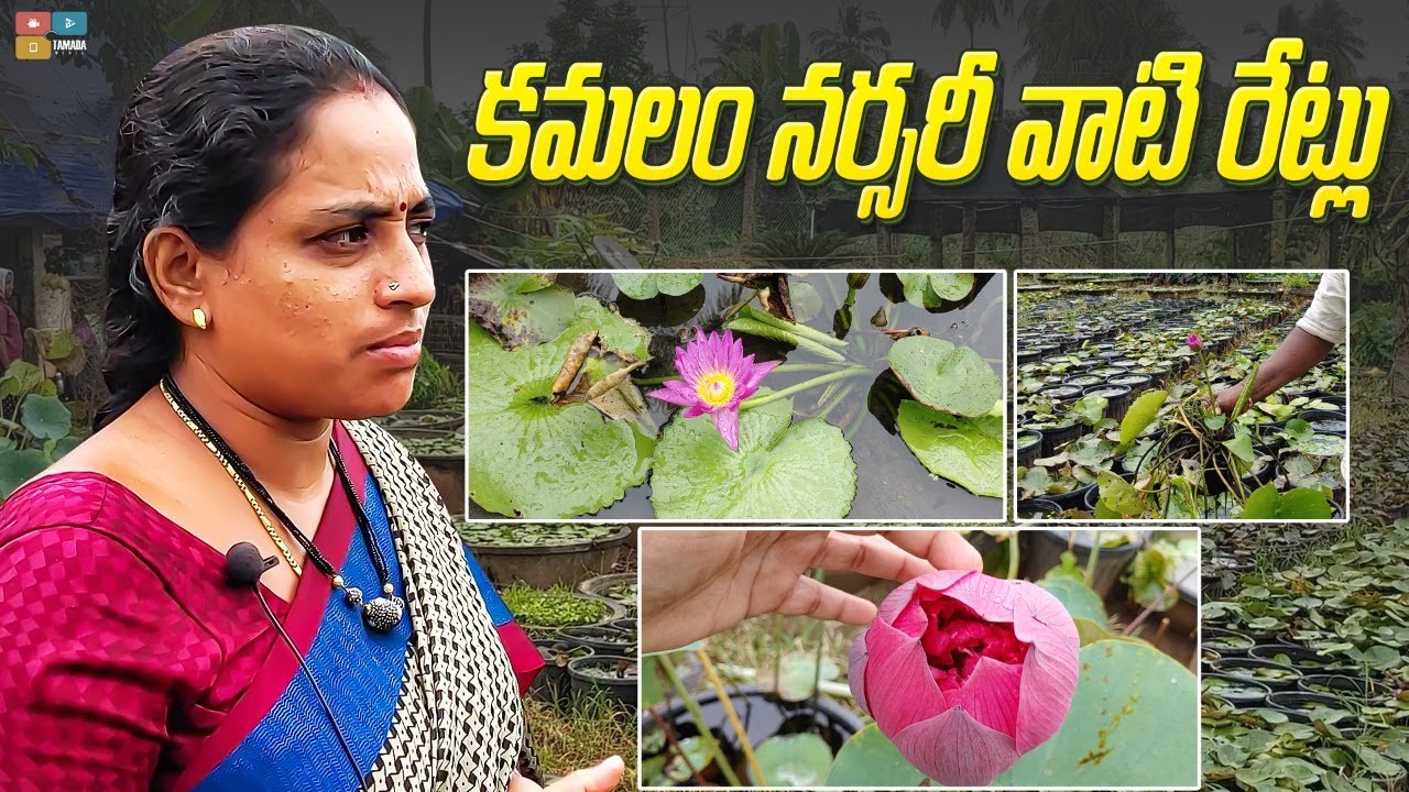 Best lotus Nursery || TELUGU GARDEN VLOG
