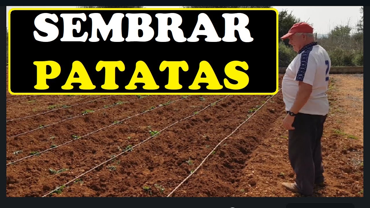 Cómo Sembrar PATATAS con Goteo