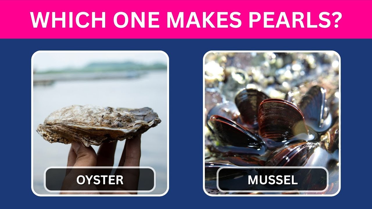 TEST YOUR KNOWLEDGE ABOUT SEA ANIMALS!! 🐳🦐
