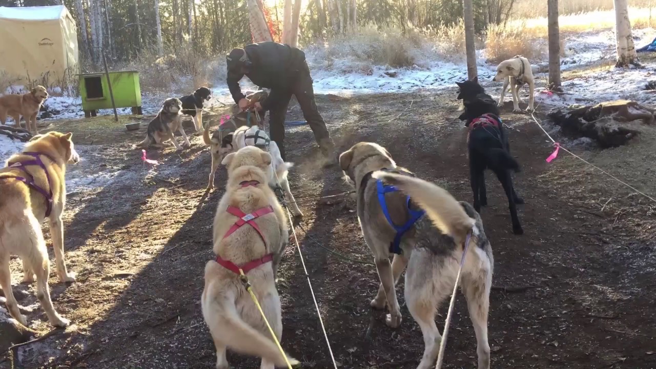Want to be a dog musher?