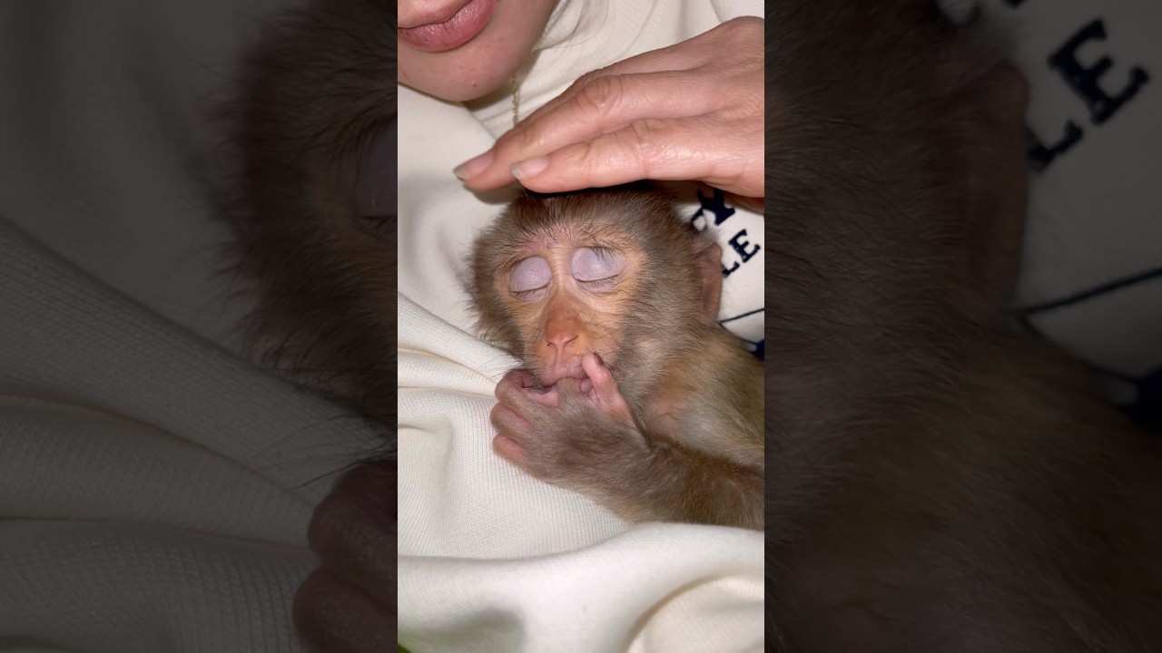 The baby monkey has a bad habit of sucking its thumb when it sleeps.🤨