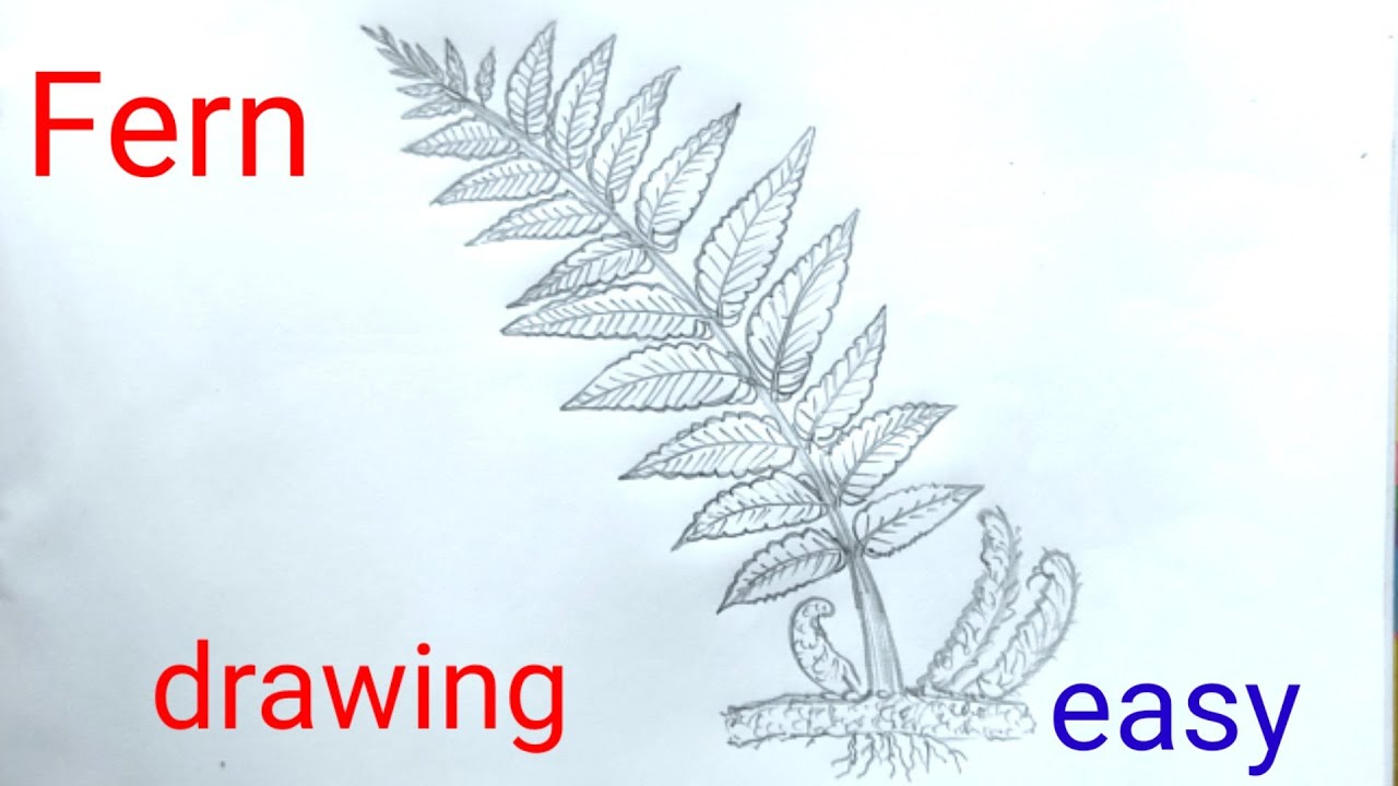 How to draw a fern easy/plant without flower/compound leaf drawing/autotrophic 🌱plant#fern/ফার্ন