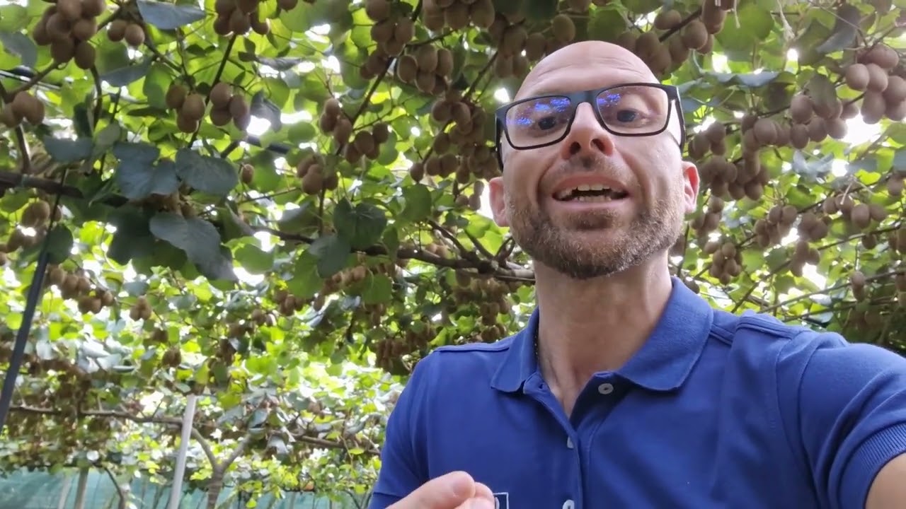 Come aumentare la sostanza secca nel kiwi