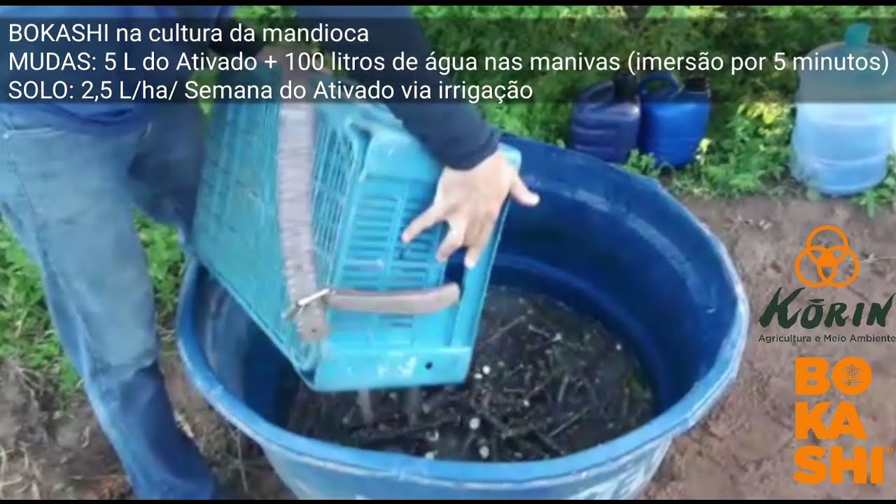 Segredo para Plantar mandioca macaxeira Aipim | Bokashi