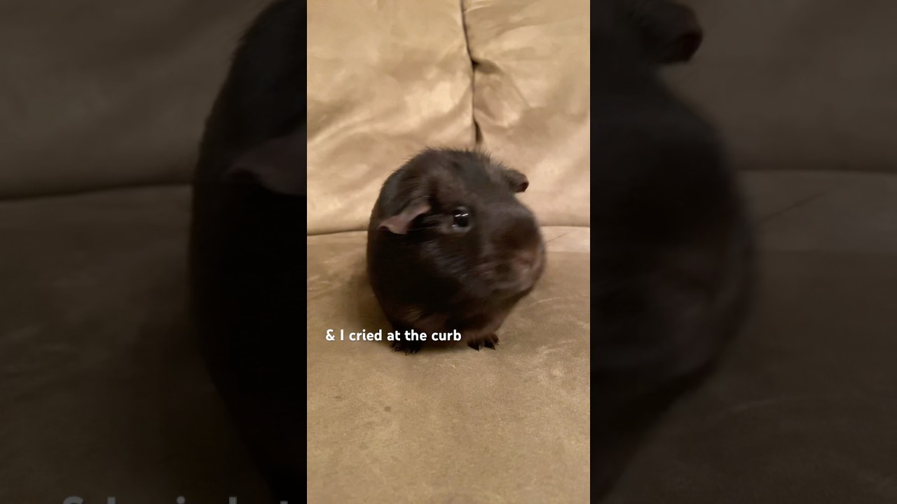I cried at the curb😔 #blowup #pet #4urpage #viralvideo #cute #guineapig